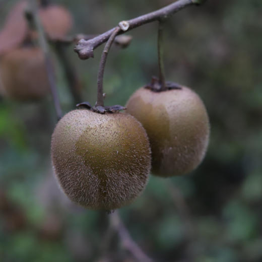 生态绿心猕猴桃 | 出家僧人用酵素种的猕猴桃，50年树龄，风味浓郁，绿心品种，来自世界猕猴桃小镇都江堰向娥，24/30枚装 商品图0