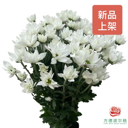 市场多头小菊-索芙特白 商品图0