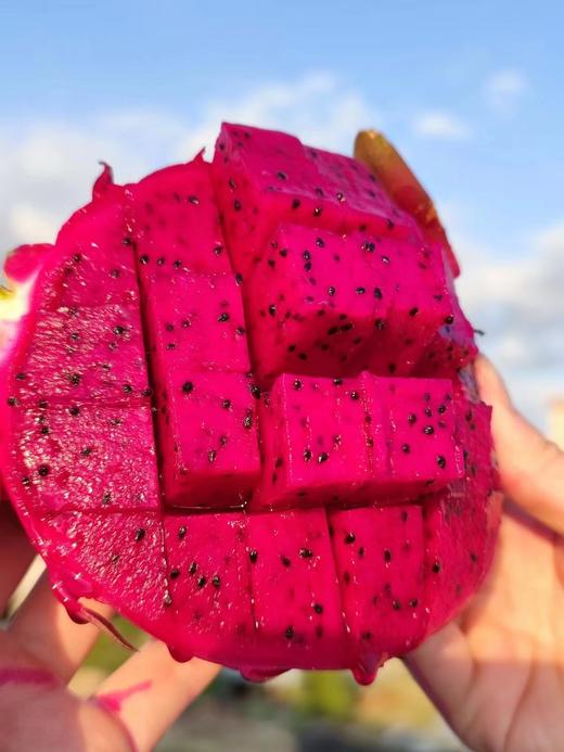 【会员19.5/颗】吃海农业海南空运金都一号红心火龙果 商品图4