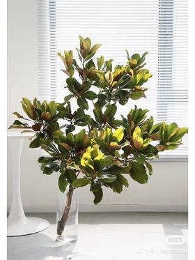 【玉兰叶】约2-3支/扎  分叉多