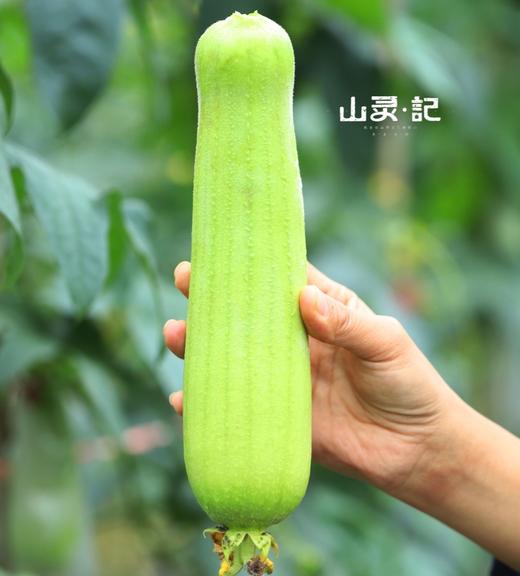 白玉丝瓜 商品图0