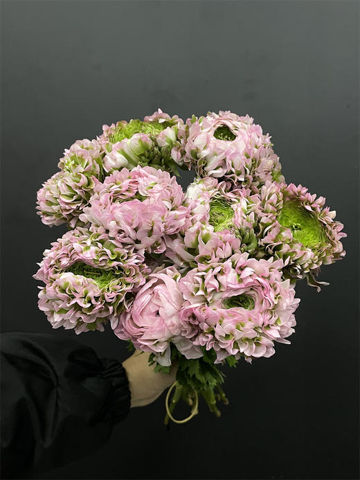 锦鲤洋牡丹鲜切花多色选择 商品图3