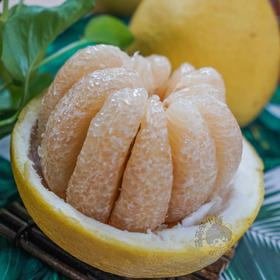 【广西特产】容县沙田柚  名优特产  纯甜果肉   送礼佳品  精品沙田柚 礼盒装