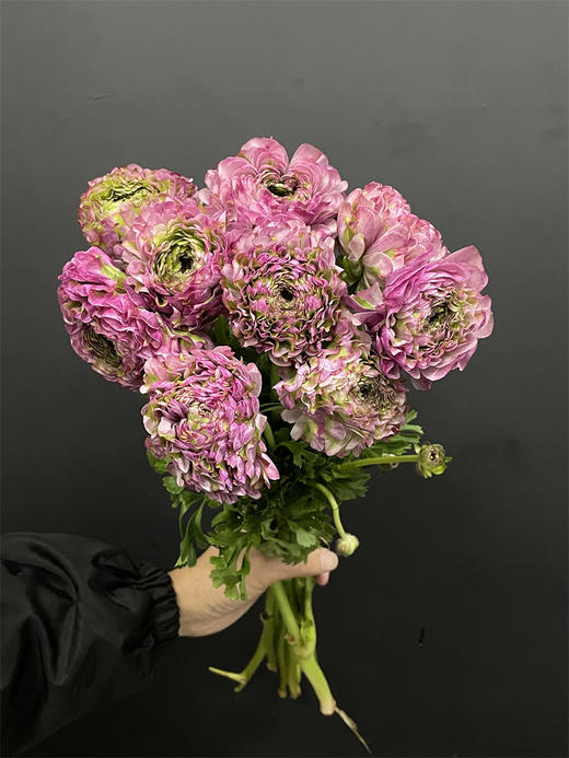 锦鲤洋牡丹鲜切花多色选择 商品图5