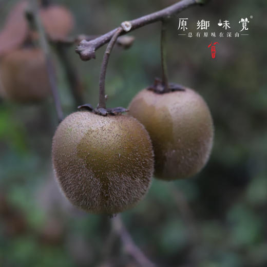 生态绿心猕猴桃（成都仓库-顺丰包邮） |  多种规格，来自四川都江堰中峰寺，生产者：真如师父，静师父【合作生产，公平贸易】 商品图6