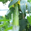白玉丝瓜 商品缩略图2