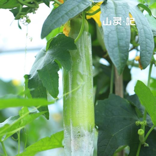 白玉丝瓜 商品图2
