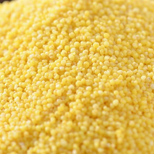 金苗小米500g/份 商品图3