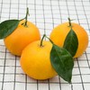 【严选】四川爱媛果冻橙彩箱带箱10斤（厂家直发） 商品缩略图4