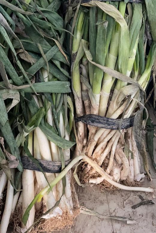 新疆铁杆实心葱10kg/捆 商品图0