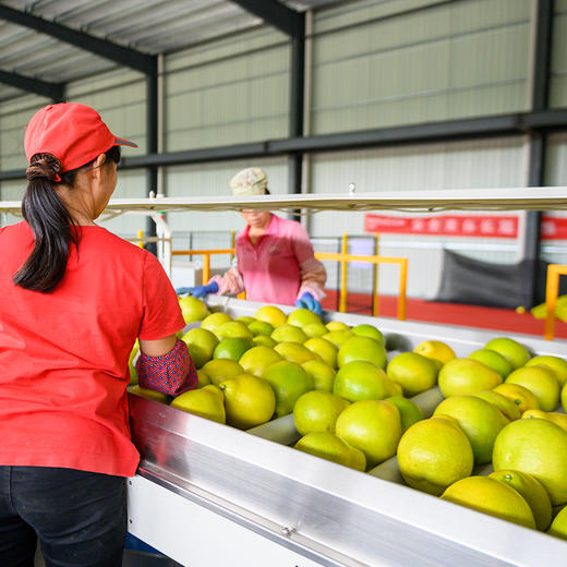 【包邮】韶关正宗长坝沙田柚！现摘现发，果园直供，肉质脆嫩、色泽金黄、香甜可口，香蜜味十足~ 商品图3