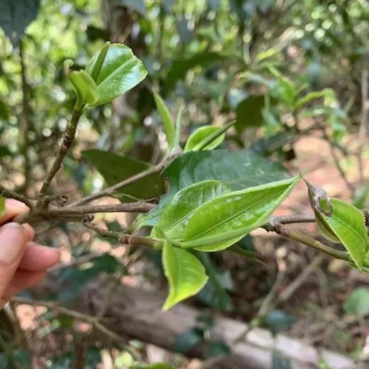 云南优选普洱茶生茶饼茶200g 商品图1