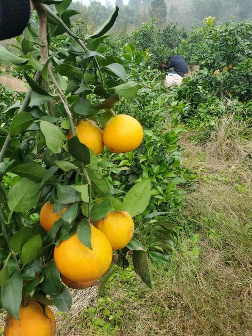 【严选】四川爱媛果冻橙彩箱带箱10斤（厂家直发） 商品图7