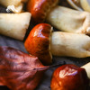 生态赤松茸 | 合作生产*  Ecological agaricus blazei murill | Coproduction 商品缩略图3