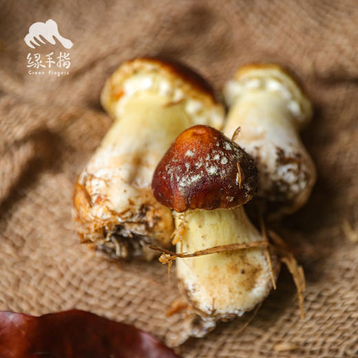 生态赤松茸 | 合作生产*  Ecological agaricus blazei murill | Coproduction 商品图4