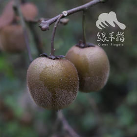 生态猕猴桃 | 合作生产*Ecological Kiwifruit | Coproducted