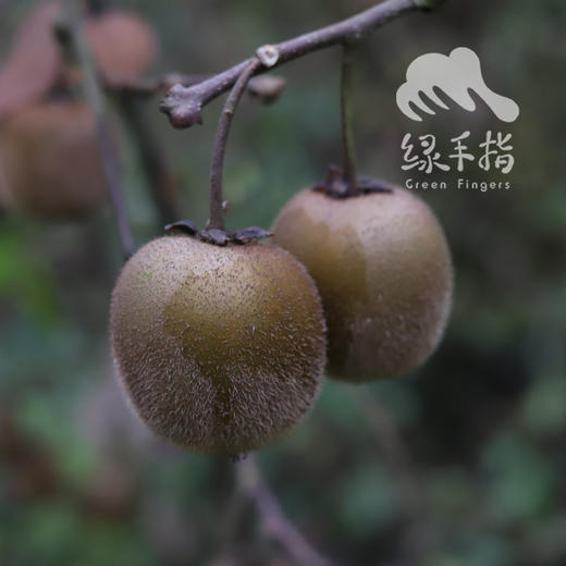 生态猕猴桃 | 合作生产*Ecological Kiwifruit | Coproducted 商品图0