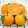【严选】四川爱媛果冻橙彩箱带箱10斤（厂家直发） 商品缩略图1