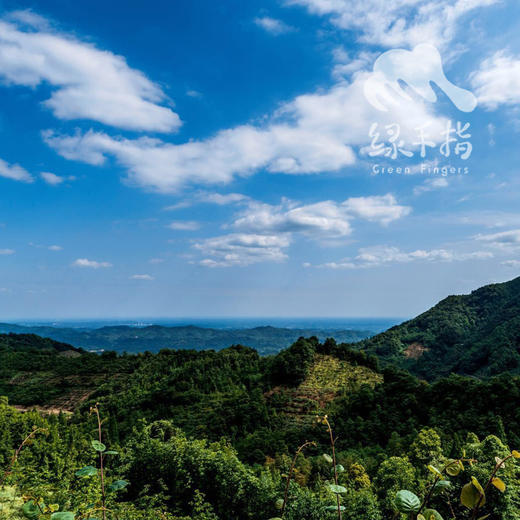 生态猕猴桃 | 合作生产*Ecological Kiwifruit | Coproducted 商品图2