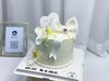 蝴蝶兰&翻糖蝶结造型蛋糕 商品缩略图2