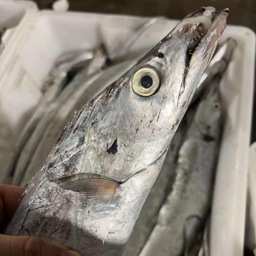 舟山雷达网带鱼顺丰快递运费包邮 商品图2