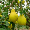 【包邮】韶关正宗长坝沙田柚！现摘现发，果园直供，肉质脆嫩、色泽金黄、香甜可口，香蜜味十足~ 商品缩略图4