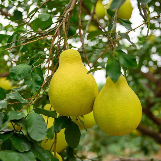 【包邮】韶关正宗长坝沙田柚！现摘现发，果园直供，肉质脆嫩、色泽金黄、香甜可口，香蜜味十足~ 商品图4