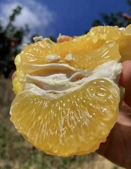 爆汁葡萄柚 蓝红箱随机2.8公斤左右 商品图1