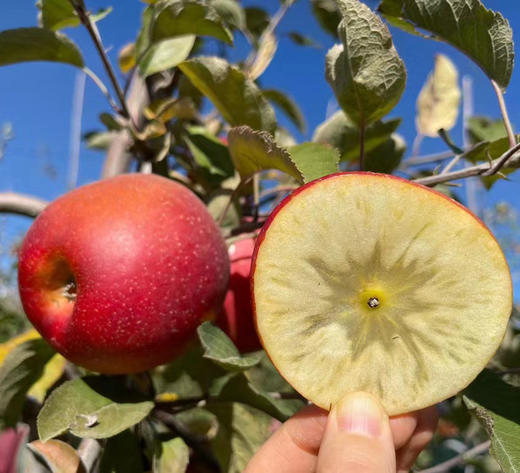 云野苹果福布瑞斯云南昭通苹果 5斤礼盒装 商品图0