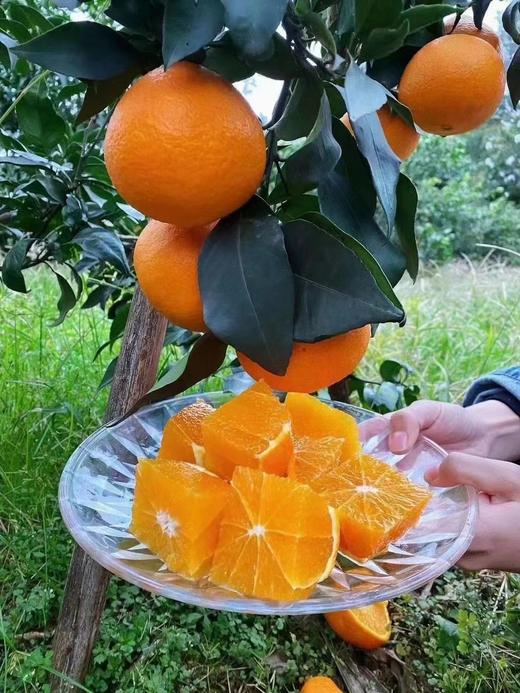 【严选】四川爱媛果冻橙彩箱带箱10斤（厂家直发） 商品图5