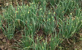 立冬打雷要反春?葱友要小心来年大葱抽薹