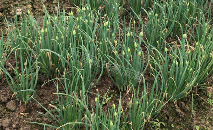 移栽不久的大葱抽苔实拍
