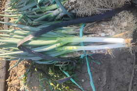 大葱即将上市如何延长采收期？