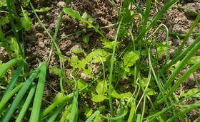 大葱育苗有哪些技巧提高成活率？