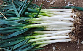 居然有这么便宜的进口钢葱种子?便宜的大葱种子真的没好货吗?