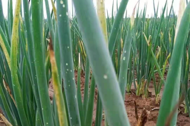 大葱灰霉病图片