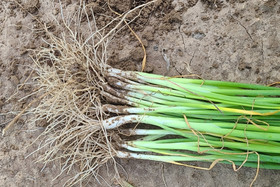 大葱从播种到移栽需要多久?什么时候买种子合适?