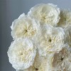 百利信玫瑰花耐心玫瑰10支 商品缩略图3