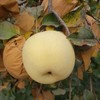 山东黄金奶油富士苹果，苹果中的“土豪金”，晚熟45天，自带奶油香气，金黄诱人，爽脆飚汁~ 商品缩略图6