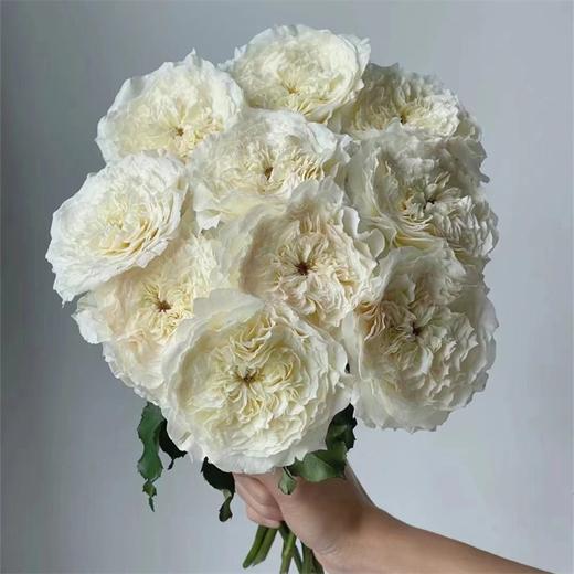 百利信玫瑰花耐心玫瑰10支 商品图0
