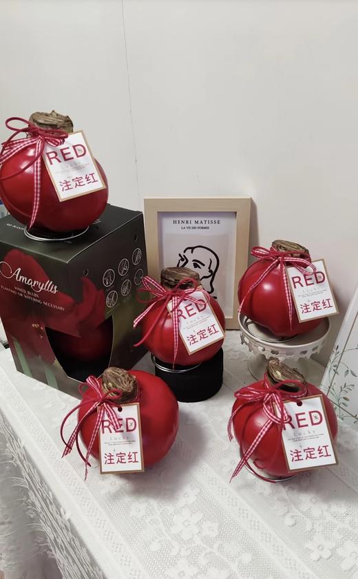 【送礼首选】进口石蜡朱顶红（喝空气存活）红君主 单株（球径约36-38CM） 商品图6