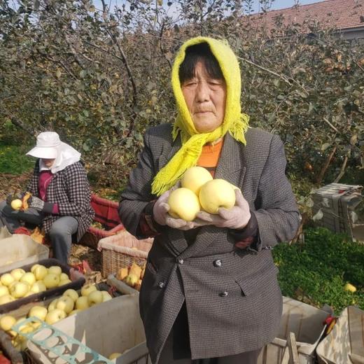 山东黄金奶油富士苹果，苹果中的“土豪金”，晚熟45天，自带奶油香气，金黄诱人，爽脆飚汁~ 商品图2