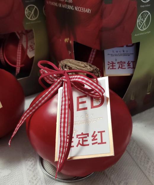 【送礼首选】进口石蜡朱顶红（喝空气存活）红君主 单株（球径约36-38CM） 商品图4