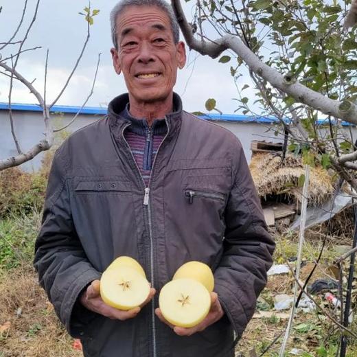 山东黄金奶油富士苹果，苹果中的“土豪金”，晚熟45天，自带奶油香气，金黄诱人，爽脆飚汁~ 商品图3