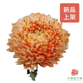 吸色牡丹菊-炫彩橙色  5枝一扎