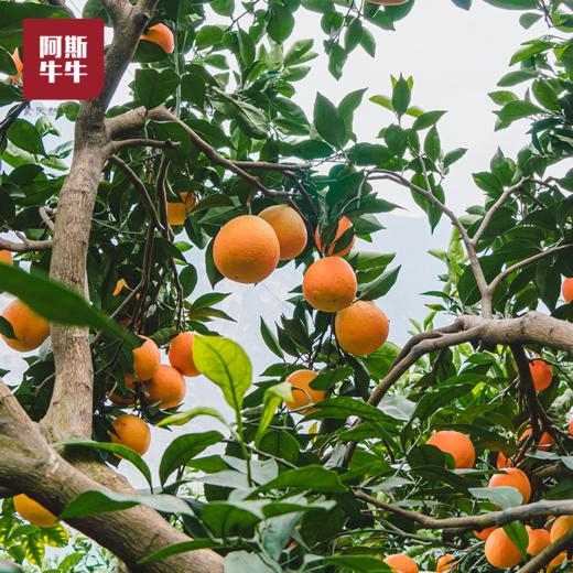 【凉山味道】大凉山青杠村雷波脐橙 纽荷尔脐橙 商品图1