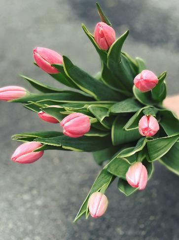 【周四秒杀】粉色郁金香8枝69.8元 商品图0