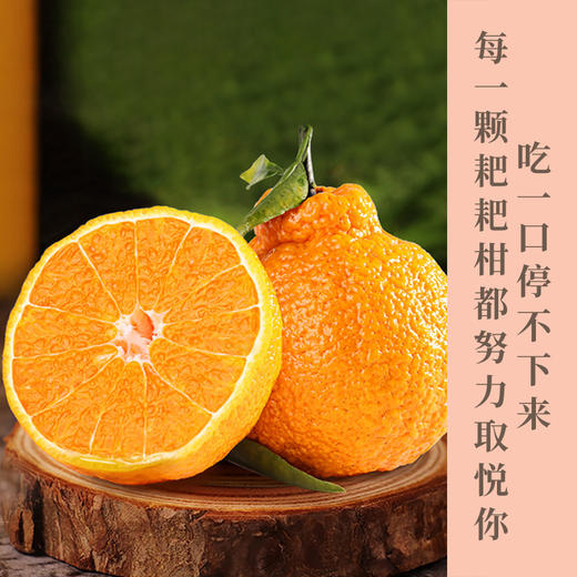 耙耙柑：肉质脆嫩、多汁、囊壁薄、极化渣，酸甜适口  好吃不上火 商品图0