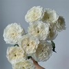 百利信玫瑰花耐心玫瑰10支 商品缩略图2