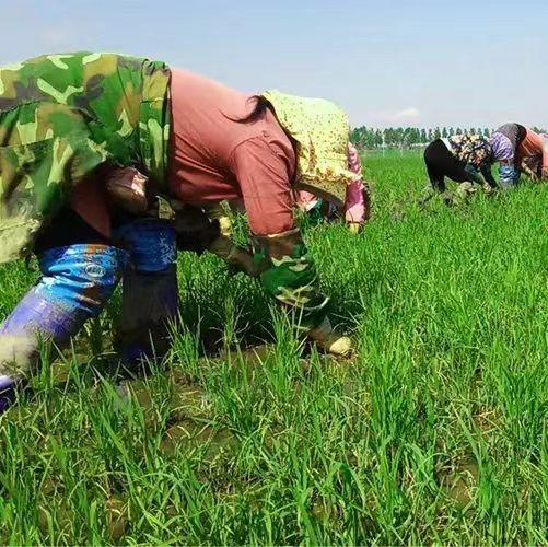 XFBF-年息花五常珍珠米-5kg 商品图2